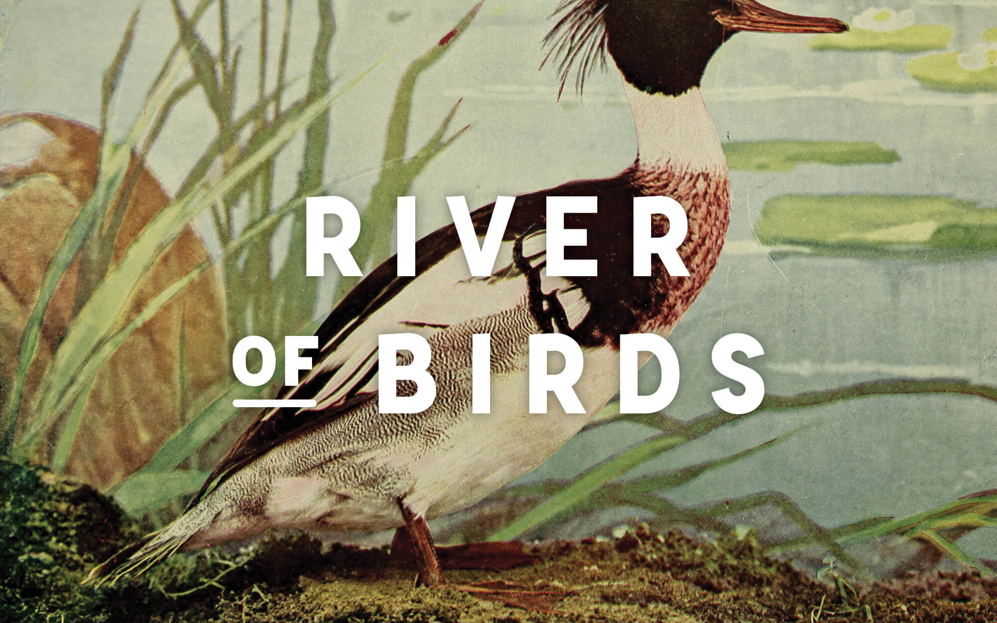 River of Birds alternate logo